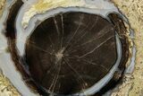 Petrified Wood (Schinoxylon) Round - Blue Forest, Wyoming #377583-1